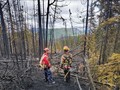 Wildfires and heatwaves wreck havoc in many parts of world