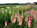 ラムビエン高原にある花の村