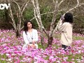 ライチャウ省の少数民族に持続可能な生業をもたらす コミュニティツーリズム