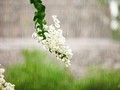 涼しさにちなんだソング
