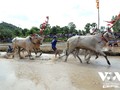 Ox racing festival, a community sport of Khmer people