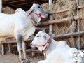 Ta Ngao cow market in An Giang province