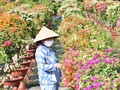 Flower farms busy ahead of Lunar New Year