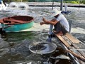 Quang Tri fishermen develop sustainable aquaculture