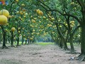 Phuc Dien pomelo garden as a dreamy location to check-in as Tet approaches