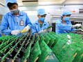 Human resource development crucial for Vietnam’s semiconductor industry