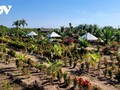 Ben Tre’s remote islet ready for bountiful and joyful Lunar New Year 