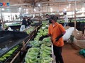 Gia Lai province applies high-tech to banana exports
