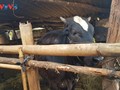 Disadvantaged people given breeding cows to improve livelihood in Gia Lai 