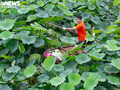 Hanoi’s lotus season returns, filling West Lake with color and scent