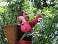 Son La expands fruit markets