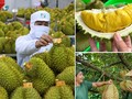 ベトナムの主力輸出品ドリアンの輸出活動