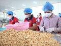 拓展腰果出口新市场