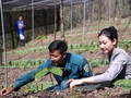 Ethnische Minderheit der La Hu in Lai Chau kommt dank Ginsenganbau aus der Armut heraus