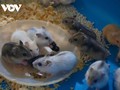 Einzigartige Modelle zum Anbau von Maulbeerbäumen und zur Hamsterzucht in der Provinz Hau Giang