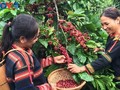 EaTu Café: Berühmte Kaffee-Genossenschaft im Hochland Tay Nguyen