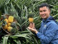 Blätter werden zum Exportrohstoff in Nghe An