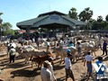 Pasar sapi Ta Ngao, Provinsi An Giang