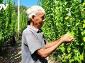 Kecamatan pulau Tam Hiep, Provinsi Ben Tre Memasuki Musim Semi