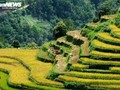 Khám phá mùa lúa chín yên bình ở bản Háng Đăng Dê, Lào Cai