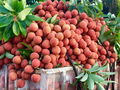 Việt Nam đứng thứ hai về sản lượng vải thiều toàn cầu