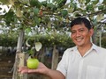 From fields to fame: The rise of Tan My fruit under a dynamic cooperative leader 