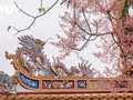 Royal Parasol - the blooming “royal” flower in Hue