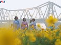 Thousands of flowers bloom under iconic Long Bien Bridge