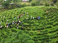 Thái Nguyên - Vùng đất “Đệ nhất danh Trà”, nơi hội tụ tài nguyên du lịch tự nhiên và văn hoá 