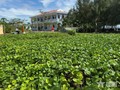 More trees planted on Spratly islands despite harsh climate