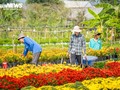 Mekong Delta’s largest flower village bursts into spring colors