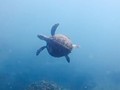 Sea turtles sighted in Nha Trang Bay: A positive indicator for marine conservation