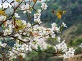 Ban (Bauhinia) Flower Festival 2025 begins