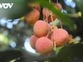 Promising lychee harvests in Thanh Ha   