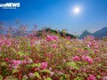 Schönheit der Steppe in Ha Giang in Saison des Echten Buchweizens