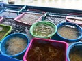 ສູນອະນຸລັກຮັກສາ ແລະ ຂະຫຍາຍພັນສັດທະເລ ເກາະ ສີຊັງ ເຊື່ອມຕໍ່ປະຊາຊົນເຂົ້າຮ່ວມການຟື້ນຟູຊັບພະຍາກອນທະເລ