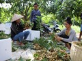 Sông Ma s’enrichit grâce à la fruiticulture