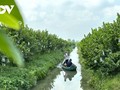 Les pommes cannelles font la richesse d’Ô Môn