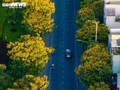 Phượng vàng khoe sắc, đẹp mơ màng giữa phố biển Quy Nhơn