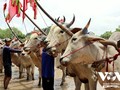 Course de bœufs: un rituel majeur des Khmers du Sud Vietnam