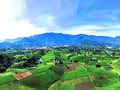 Tân Cuong: Voyage au cœur du Royaume du thé vert