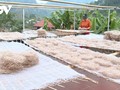 Bản người Nùng giữ nghề làm miến dong tráng tay truyền thống