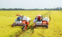 Menegaskan “Aroma Beras Vietnam” di Daerah Dataran Rendah Sungai Mekong