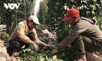 Daerah Dataran Rendah Sungai Mekong Merupakan Daerah dengan Indeks Biaya Hidup menurut Ruang Paling Rendah di Vietnam