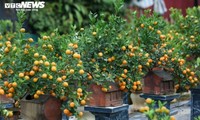 Pohon Kumquat Hias yang Tutupi Rumah Kuno dengan Nilai Puluhan Juta VND Sambut Hari Raya Tet