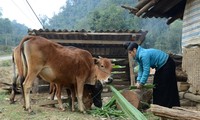 Provinsi Son La Fokus Kembangkan Ekonomi Daerah Pemukiman Warga Etnis Minoritas