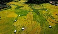 Musim Padi Menguning di Sawah-Sawah Terasering di Provinsi Kon Tum