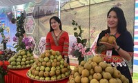 Manisnya Rasa Buah Pir di Kecamatan Giang Ma