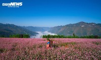 Padang Rumput di Provinsi Ha Giang Seindah “Miniatur Swiss” pada Musim Bunga Gandum Kuda