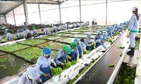 Badan Usaha Vietnam Memperhebat Investasi pada Pertanian Teknologi Tinggi di Kamboja